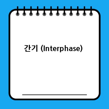 간기 (Interphase)