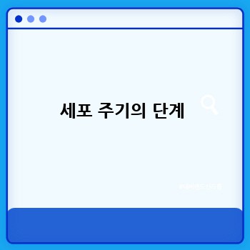 세포 주기의 단계