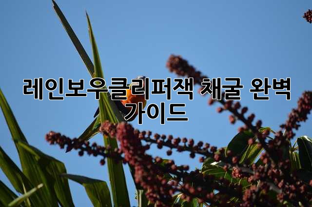 레인보우클리퍼잭 채굴 완벽 가이드