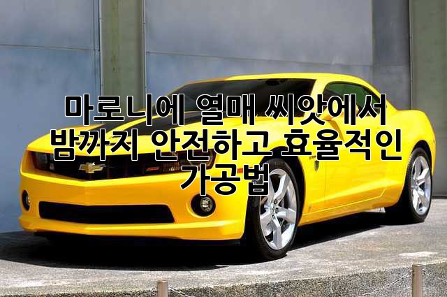 마로니에 열매: 씨앗에서 밤까지, 안전하고 효율적인 가공법