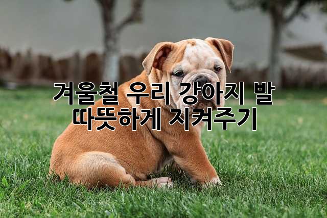 겨울철 우리 강아지 발, 따뜻하게 지켜주기🐶🐾