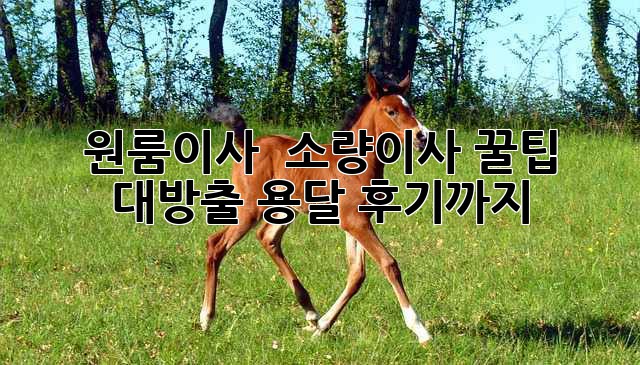 📦 원룸이사 & 소량이사 꿀팁 대방출! 용달 후기까지 🚚💨