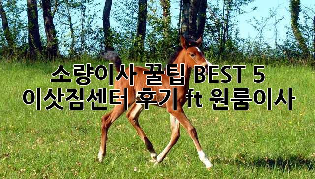 소량이사 꿀팁🍯 BEST 5 이삿짐센터 후기 (ft. 원룸이사)